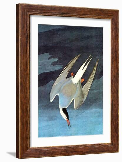 Arctic Tern-John James Audubon-Framed Art Print