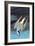 Arctic Tern-John James Audubon-Framed Art Print