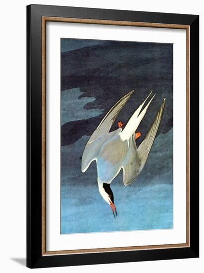 Arctic Tern-John James Audubon-Framed Art Print