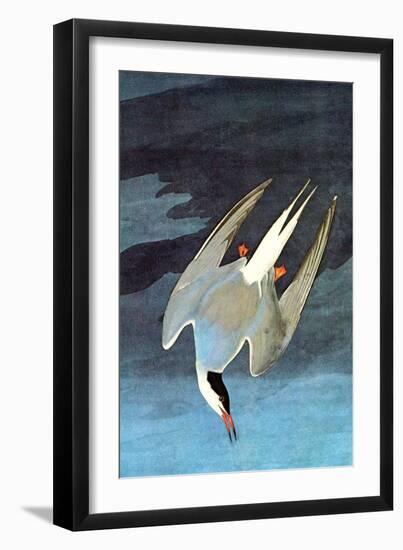 Arctic Tern-John James Audubon-Framed Art Print