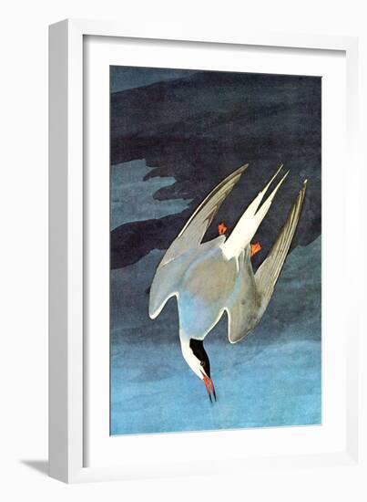 Arctic Tern-John James Audubon-Framed Art Print