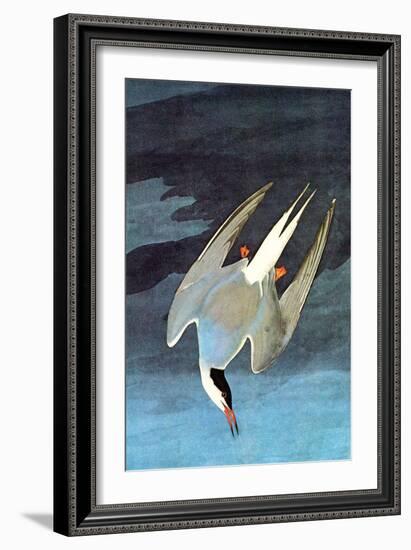 Arctic Tern-John James Audubon-Framed Art Print