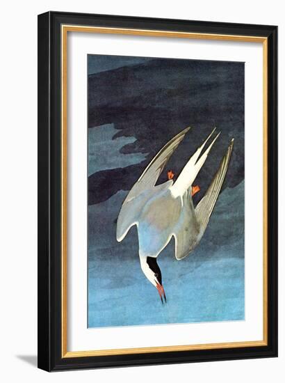 Arctic Tern-John James Audubon-Framed Art Print