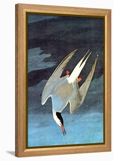 Arctic Tern-John James Audubon-Framed Stretched Canvas