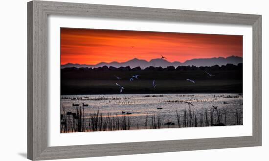 Arctic Terns and Ducks, under the Midnight Sun, Seltjarnarnes, Reykjavik, Iceland-null-Framed Photographic Print