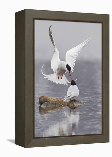 Arctic Terns, Courtship-Ken Archer-Framed Premier Image Canvas