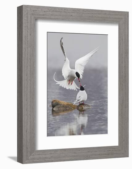 Arctic Terns, Courtship-Ken Archer-Framed Photographic Print