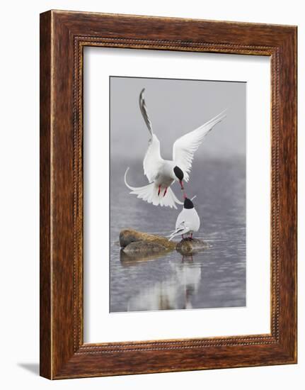 Arctic Terns, Courtship-Ken Archer-Framed Photographic Print