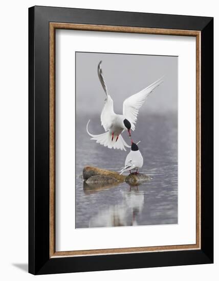 Arctic Terns, Courtship-Ken Archer-Framed Photographic Print
