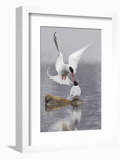 Arctic Terns, Courtship-Ken Archer-Framed Photographic Print