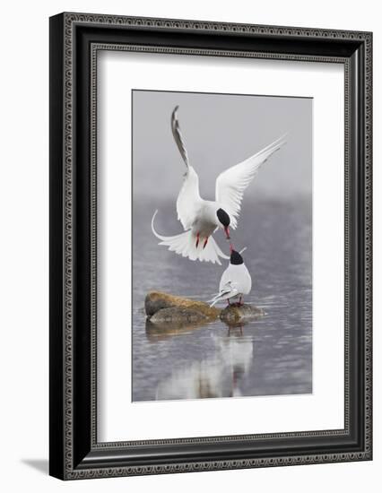 Arctic Terns, Courtship-Ken Archer-Framed Photographic Print