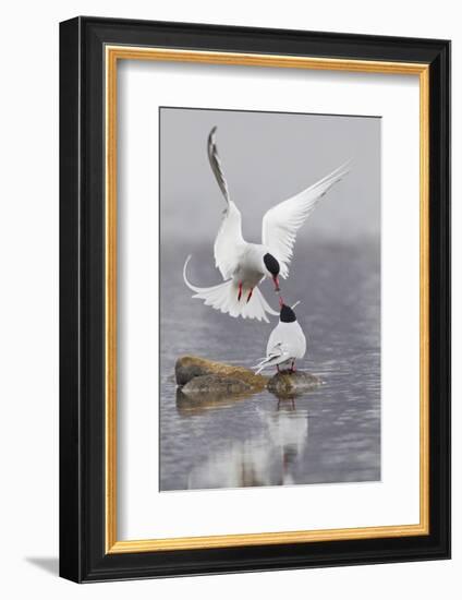 Arctic Terns, Courtship-Ken Archer-Framed Photographic Print