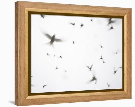 Arctic Terns Flying Against White Sky, Motion Blur Abstract, Isle of May, Scotland, UK-Pete Cairns-Framed Premier Image Canvas