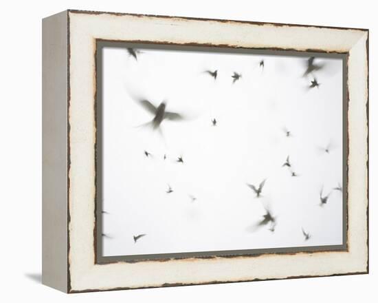 Arctic Terns Flying Against White Sky, Motion Blur Abstract, Isle of May, Scotland, UK-Pete Cairns-Framed Premier Image Canvas