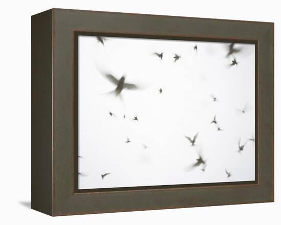 Arctic Terns Flying Against White Sky, Motion Blur Abstract, Isle of May, Scotland, UK-Pete Cairns-Framed Premier Image Canvas