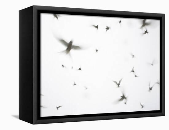 Arctic Terns Flying Against White Sky, Motion Blur Abstract, Isle of May, Scotland, UK-Pete Cairns-Framed Premier Image Canvas