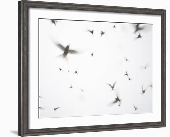 Arctic Terns Flying Against White Sky, Motion Blur Abstract, Isle of May, Scotland, UK-Pete Cairns-Framed Photographic Print