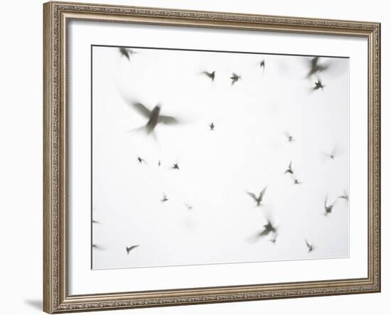 Arctic Terns Flying Against White Sky, Motion Blur Abstract, Isle of May, Scotland, UK-Pete Cairns-Framed Photographic Print