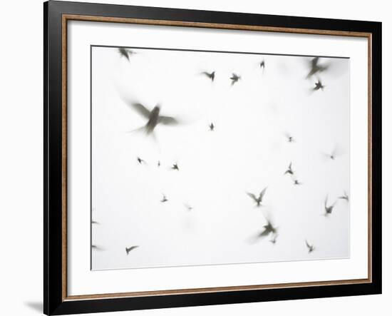 Arctic Terns Flying Against White Sky, Motion Blur Abstract, Isle of May, Scotland, UK-Pete Cairns-Framed Photographic Print