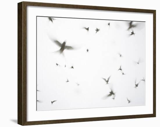 Arctic Terns Flying Against White Sky, Motion Blur Abstract, Isle of May, Scotland, UK-Pete Cairns-Framed Photographic Print