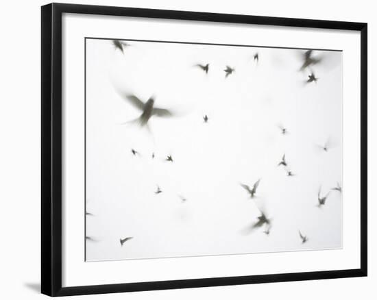 Arctic Terns Flying Against White Sky, Motion Blur Abstract, Isle of May, Scotland, UK-Pete Cairns-Framed Photographic Print