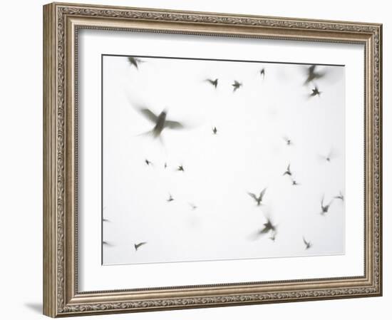 Arctic Terns Flying Against White Sky, Motion Blur Abstract, Isle of May, Scotland, UK-Pete Cairns-Framed Photographic Print