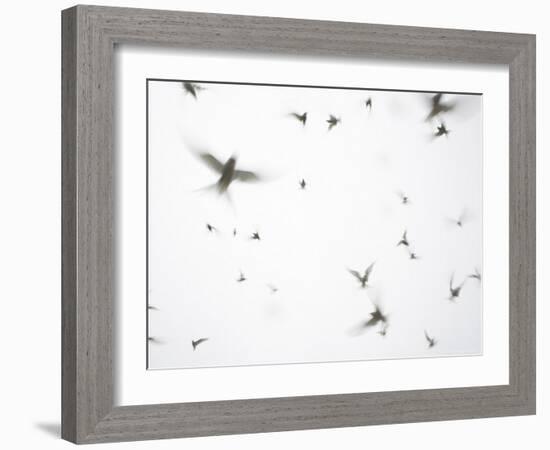 Arctic Terns Flying Against White Sky, Motion Blur Abstract, Isle of May, Scotland, UK-Pete Cairns-Framed Photographic Print