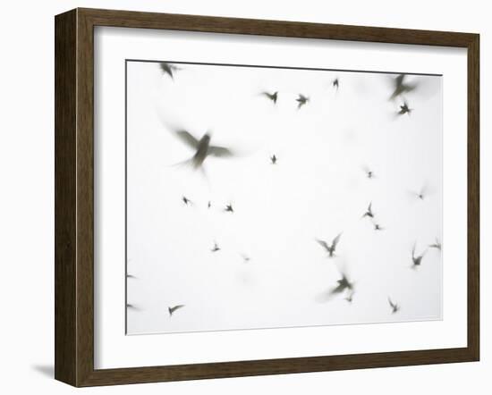 Arctic Terns Flying Against White Sky, Motion Blur Abstract, Isle of May, Scotland, UK-Pete Cairns-Framed Photographic Print