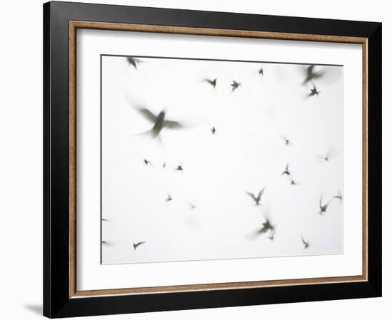 Arctic Terns Flying Against White Sky, Motion Blur Abstract, Isle of May, Scotland, UK-Pete Cairns-Framed Photographic Print