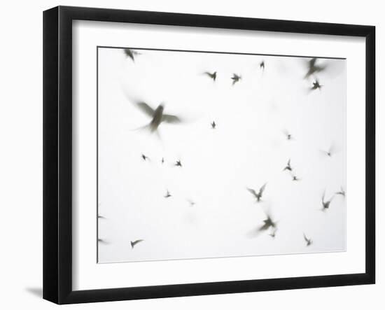 Arctic Terns Flying Against White Sky, Motion Blur Abstract, Isle of May, Scotland, UK-Pete Cairns-Framed Photographic Print