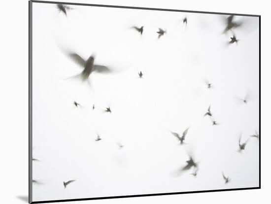 Arctic Terns Flying Against White Sky, Motion Blur Abstract, Isle of May, Scotland, UK-Pete Cairns-Mounted Photographic Print