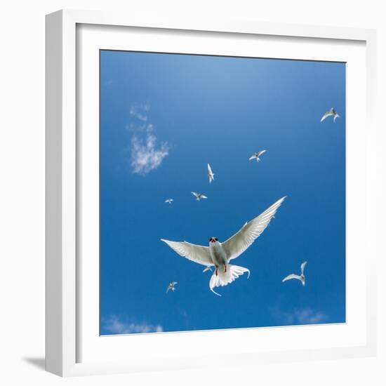 Arctic Terns Flying, Flatey Island, Iceland-Arctic-Images-Framed Photographic Print