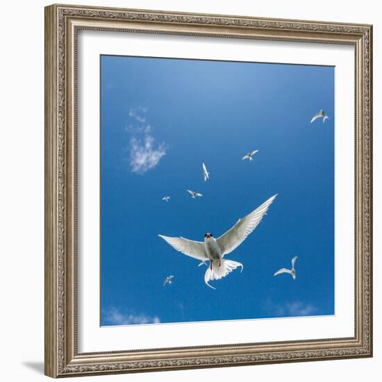 Arctic Terns Flying, Iceland-null-Framed Photographic Print