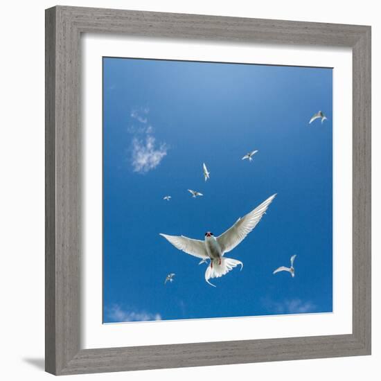 Arctic Terns Flying, Iceland-null-Framed Photographic Print