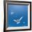 Arctic Terns Flying, Iceland-null-Framed Photographic Print