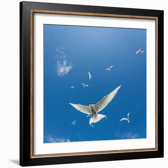 Arctic Terns Flying, Iceland-null-Framed Photographic Print