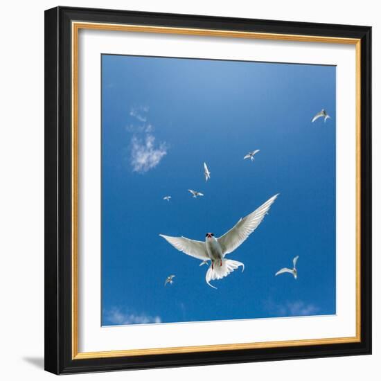 Arctic Terns Flying, Iceland-null-Framed Photographic Print