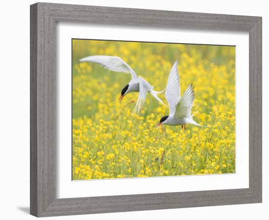 Arctic terns in flight over nesting colony, Iceland-Marie Read-Framed Photographic Print