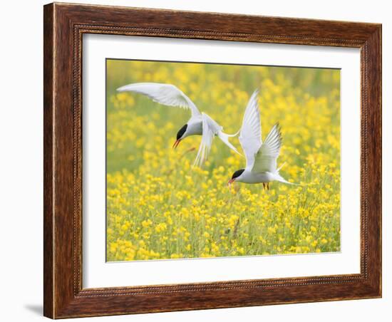 Arctic terns in flight over nesting colony, Iceland-Marie Read-Framed Photographic Print