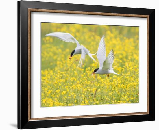 Arctic terns in flight over nesting colony, Iceland-Marie Read-Framed Photographic Print