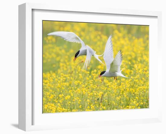 Arctic terns in flight over nesting colony, Iceland-Marie Read-Framed Photographic Print