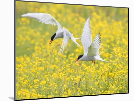 Arctic terns in flight over nesting colony, Iceland-Marie Read-Mounted Photographic Print