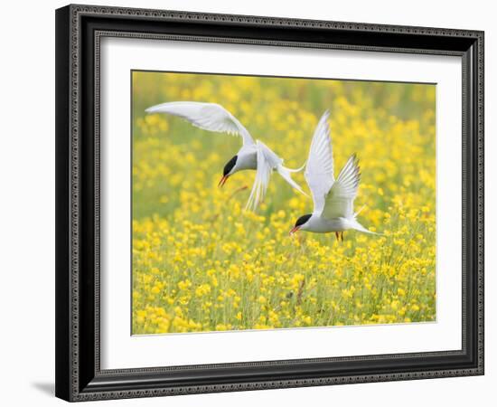 Arctic terns in flight over nesting colony, Iceland-Marie Read-Framed Photographic Print