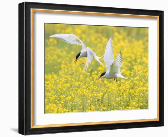 Arctic terns in flight over nesting colony, Iceland-Marie Read-Framed Photographic Print