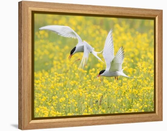 Arctic terns in flight over nesting colony, Iceland-Marie Read-Framed Premier Image Canvas