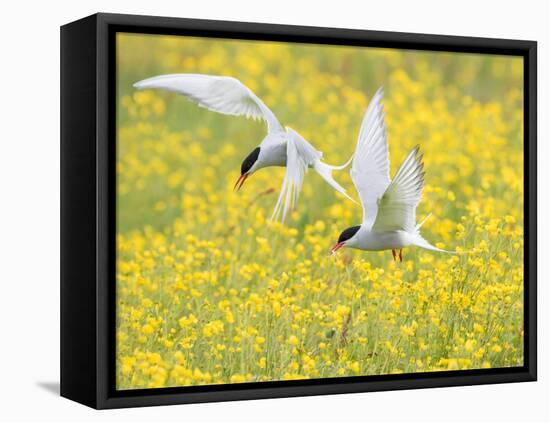 Arctic terns in flight over nesting colony, Iceland-Marie Read-Framed Premier Image Canvas