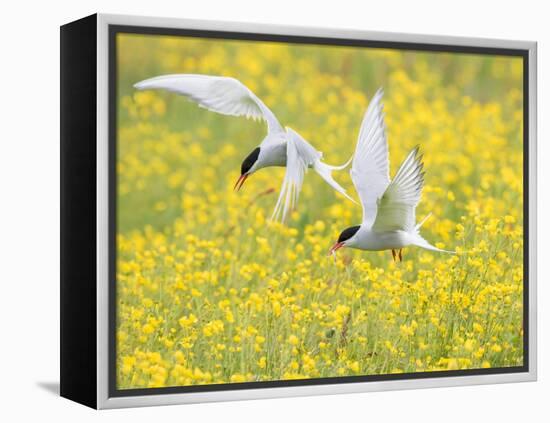 Arctic terns in flight over nesting colony, Iceland-Marie Read-Framed Premier Image Canvas