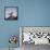 Arctic Terns (Sterna Paradisaea), Flatey Island, Breidafjordur, Iceland-null-Framed Premier Image Canvas displayed on a wall