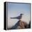 Arctic Terns (Sterna Paradisaea), Flatey Island, Breidafjordur, Iceland-null-Framed Premier Image Canvas