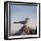 Arctic Terns (Sterna Paradisaea), Flatey Island, Breidafjordur, Iceland-null-Framed Photographic Print